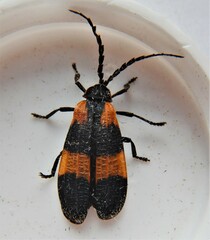 Calopteron discrepans