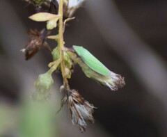 Draeculacephala robinsoni