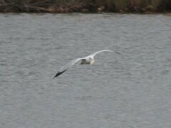 Larus delawarensis