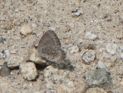 Celastrina