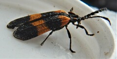 Calopteron discrepans