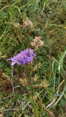 Scabiosa comosa