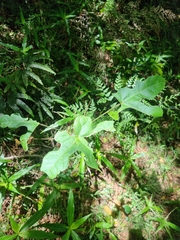 Brachychiton discolor