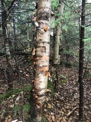 Betula cordifolia