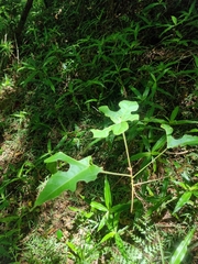 Brachychiton discolor