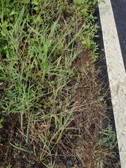 Eragrostis pectinacea