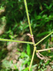 Brachychiton discolor