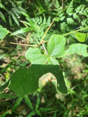 Brachychiton discolor