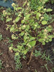 Malvastrum americanum