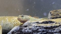 Rhinogobius niger