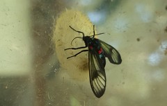 Euchromiina