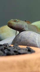 Rhinogobius niger