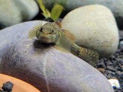 Rhinogobius niger
