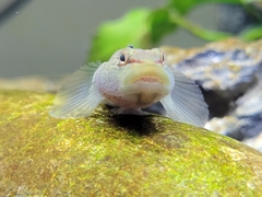 Rhinogobius niger