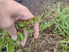 Sidastrum micranthum