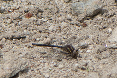 Phanogomphus