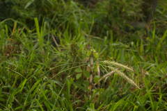 Cenchrus polystachios