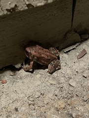 Anaxyrus fowleri