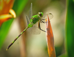 Erythemis vesiculosa