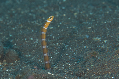 Orange-Barred Garden Eel photo 2