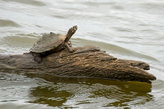 Graptemys ouachitensis