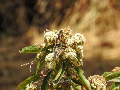 Metardaris cosinga