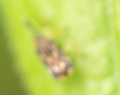 Sumitrosis inaequalis