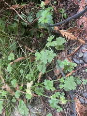 Boykinia occidentalis