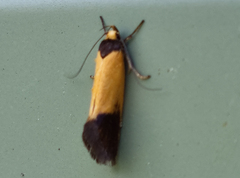 Merocroca automima