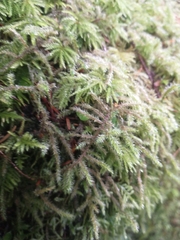 Rhytidiadelphus loreus