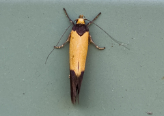 Merocroca automima