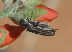 Agrilus gibbicollis