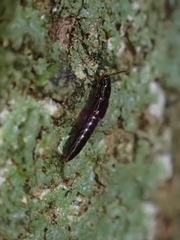 Osoriinae