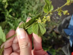 Sidastrum micranthum