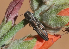 Agrilus gibbicollis