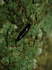 Osoriinae