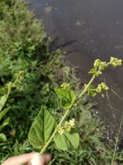 Sidastrum micranthum