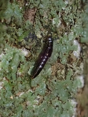 Osoriinae