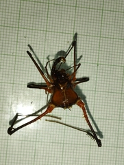 Cranaidae