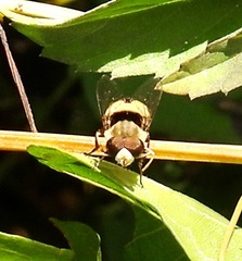 Palpada pusilla