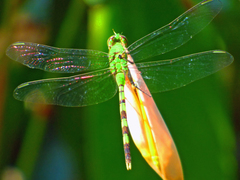 Erythemis vesiculosa