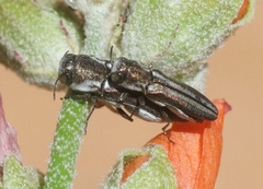 Agrilus gibbicollis