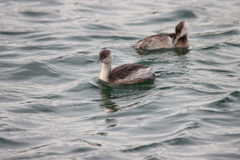 Poliocephalus poliocephalus