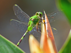 Erythemis vesiculosa