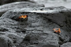 Leptograpsus variegatus