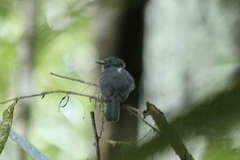 Thamnomanes ardesiacus