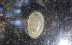 Euchromiina