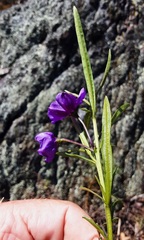 Solanum linearifolium