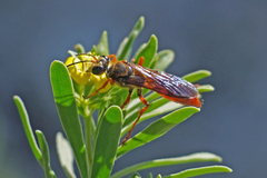 Sphex jamaicensis