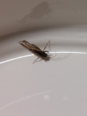 Eunemobius carolinus